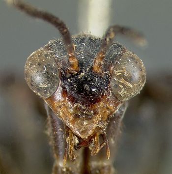 Media type: image; Entomology 10417   Aspect: head frontal view